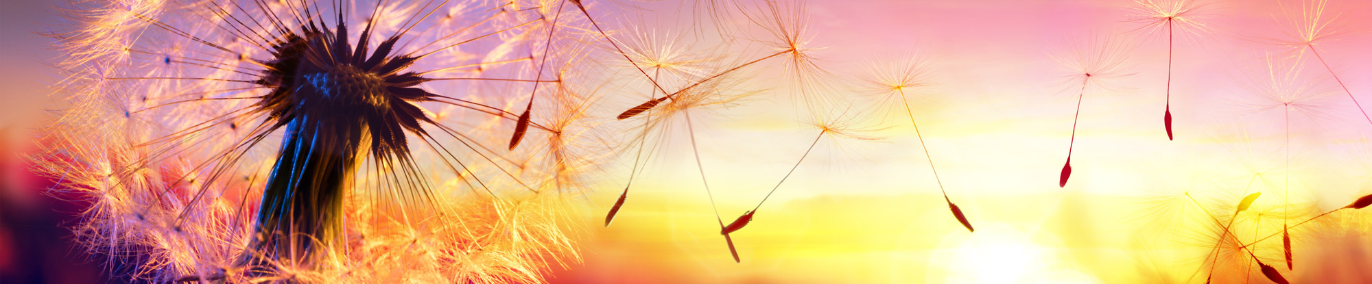 dandelion seeds being blown off the flower with the sun setting behind it