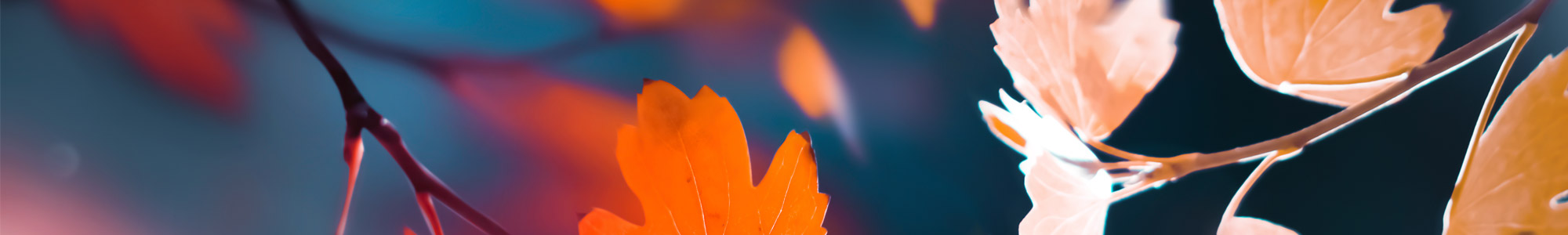 close up of sunlight coming through autumn leaves